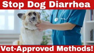 Diarrhea Treatment For Dogs - These 7 Simple Steps Stop It Fast