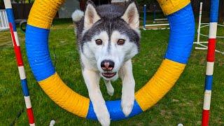 My Dogs First Time Trying Agility Can They Do it?