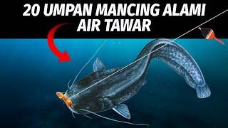 20 Umpan Mancing Air Tawar Terjitu Freshwater Bait  #KamusMancing