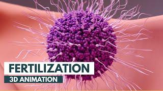 How Fertilization happens  3D Animation