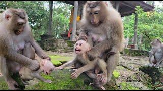 Unhappy Mother Rose Pushes Baby Monkey Robin Out - block milk cute baby Look So Poor Moment