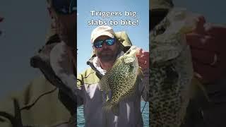 Best Lure For Spring Time Slab Crappie?