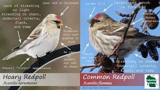 ID Tips Hoary Redpoll vs. Common Redpoll