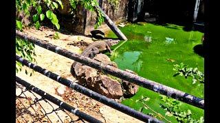 Abandoned Phuket Zoo FULL OF ALLIGATORS And A TIGER Left For Dead The Phuket Zoo Part 2