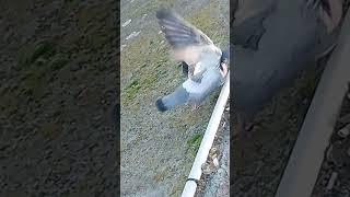 Pigeon Walking - Pigeon se promène EP.21