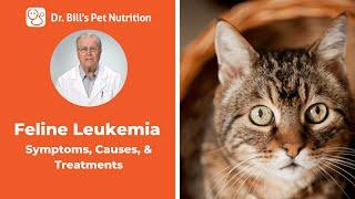 Feline Leukemia  Symptoms Causes & Treatments  Dr. Bills Pet Nutrition