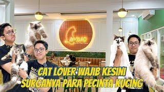 SURGANYA PARA PECINTA KUCING - WAJIB KESINI 