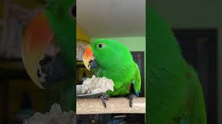 Попугай ест овсянку 