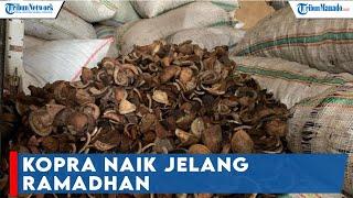 Harga Terbaru Kopra di Halmahera Selatan Naik Lumayan Jelang Ramadhan Petani Mulai Bergairah