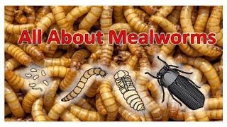 All About Mealworms