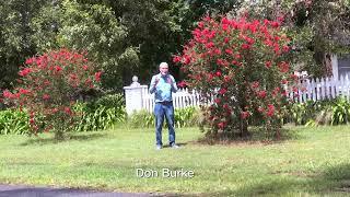 Bottlebrush love damp soils. Burkes Backyard