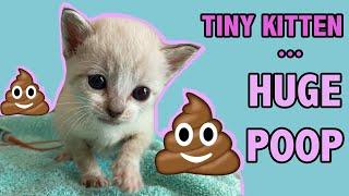 Tiny Constipated Kitten Gets an Enema...and Has a HUGE POOP