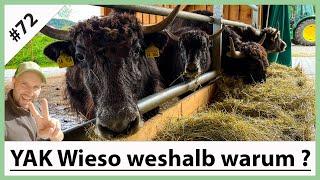 VLOG#72 FAQ Yaks I Was sind Yaks I Warum Yaks I