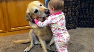 Bébés mignons jouant avec des chiens et des chats