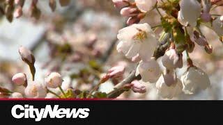 High Park Cherry Blossoms hitting peak bloom this weekend