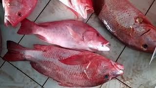 Review Jenis-jenis Ikan Kakap Merah