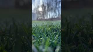 Frosted tips bro. #lawn #grass #diy #spring #home #howto #satisfying #asmr