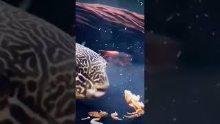 Puffer fish vs Crab      #shortsvideo #shortsfeed #hunter