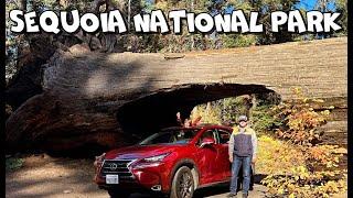 ПОЕЗДКА В SEQUOIA NATIONAL PARK  НОЯБРЬ 2023