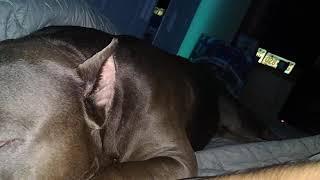 Pitbull Barking in sleep