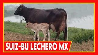  VACAS LECHERAS SUIZ BU EN MEXICO  Ganado Lechero Doble Proposito #cow