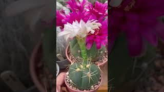 Gymnocalycium horstii flower time lapse  cactus and succulent plants  gymno blooms  Aug2022