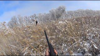 СУПЕР ОХОТА НА ФАЗАНА после снегопада Охота на фазана в Казахстане. Охота на фазана с дратхаарами.