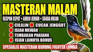 MASTERAN MURAI BATU MALAM HARI  ISIAN & TEMBAKAN  masteran murai batu terbaik