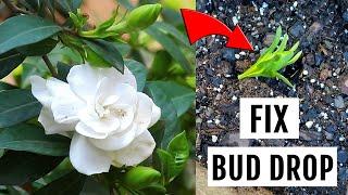 How to grow Gardenia plant? My SECRETS to fix bud drop problem