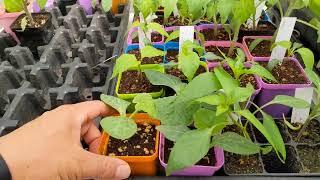 2022 February 22nd -- Garden Update Tomatoes Peppers & Eggs