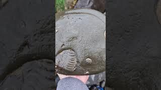 Intriguing Harpoceras Ammonite Fossil Nodule 🪨 #fossilhunting #shorts #ammonite #beach #sea #coast