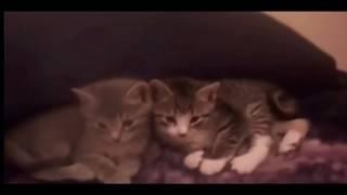 1 Boy 2 Kittens ACTUAL FOOTAGE