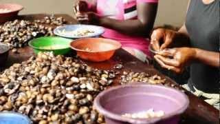 Cashew Nut Processing - Peace Corps Ghana