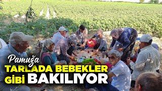 Sabahın 4ünde Sivrisinekler Tarlada Canımıza Okudu