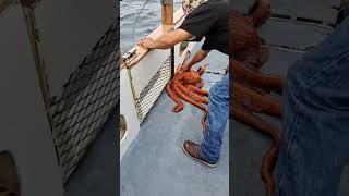 Giant Pacific Octopus