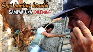 SeremSapi ngamuk bant1ng blantik sampai luka di kening