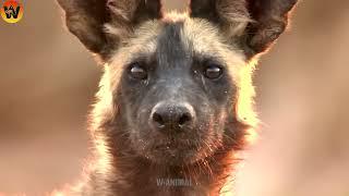 30 Crazy Moments Injured Hyena Fights Warthog and Wild Animals  Animal World