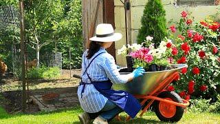 Rainy June day. Slow life in a cozy country house. Baking and sewing. Gardening in the forest