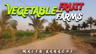Vegetable and Fruit Farms  Agriculture Land Malir Karachi Walking Tour