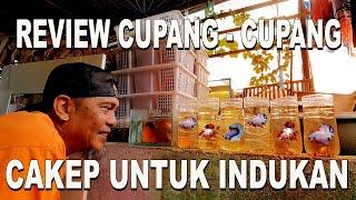 REVIEW IKAN CUPANG CAKEP BUAT INDUKAN