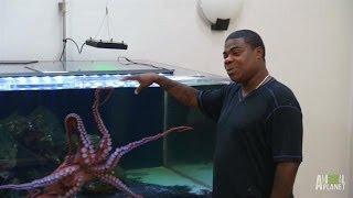 Tracy Morgans Octopus Needs a Tank  Tanked