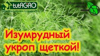 ТРИ СЕКРЕТА ПУШИСТОГО УКРОПА Всходят щёткой даже старые семена.