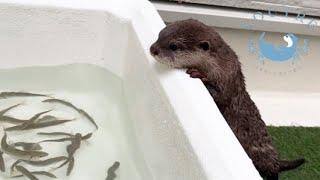 Otters Reaction to Seeing Live Fish for the First Time