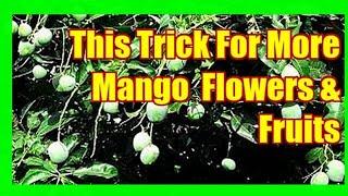 This Trick May Force Mango Tree To Fruit