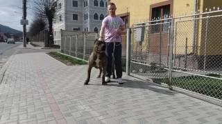 VARRO  Presa Canario