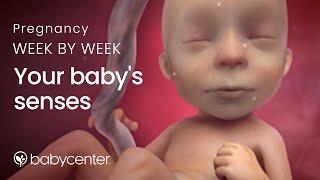 Your babys senses Pregnancy week by week