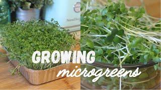 Growing Microgreens + Easy Recipes  Grow Delicious Microgreens Indoors