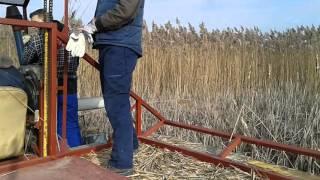 Reed harvesting start in North Backa3