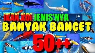 JENIS JENIS IKAN KOI  JENIS IKAN KOI PALING MAHAL