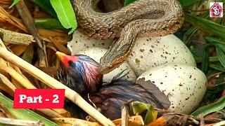 Snake hunts baby bird in nest  Snake attack on bird  Part - 2